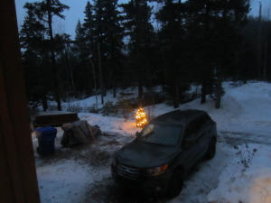 My tiny little cedar all it up