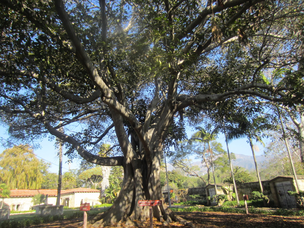 magnificent fig tree which had  been an ancient gift from Brothers in Australia sat in the center of the cemetery