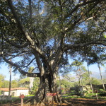 magnificent fig tree which had  been an ancient gift from Brothers in Australia sat in the center of the cemetery