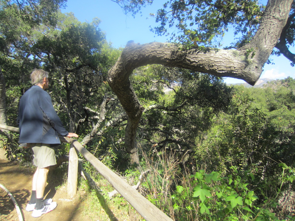 This is actually an oak. They are a species call a Live Oak and they grow to great heights - as our oaks that we are more familiar with - but these have very twisted trunks with bends that are apparently very good for boat building for curved joints and butts