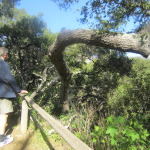 This is actually an oak. They are a species call a Live Oak and they grow to great heights - as our oaks that we are more familiar with - but these have very twisted trunks with bends that are apparently very good for boat building for curved joints and butts