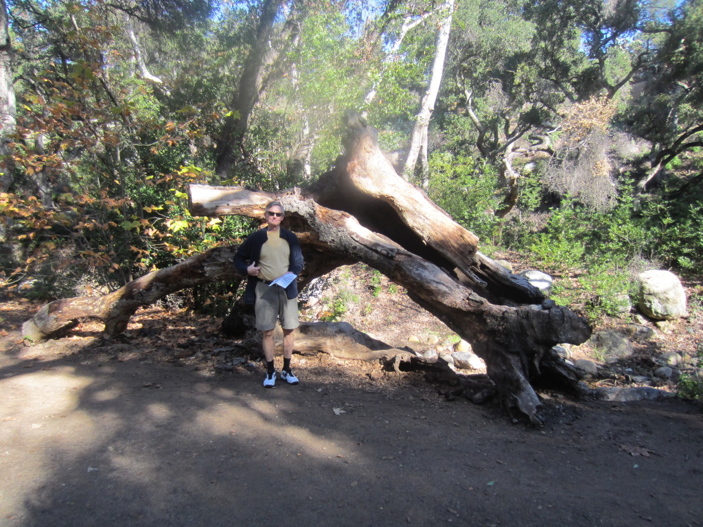 An old knarled trunk - not Alan the tree!