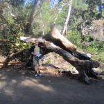 An old knarled trunk - not Alan the tree!