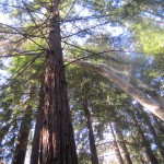 Impossible to capture the randeur of these beautiful Redwood Cedars. These were smaller cousins as they normally grow further north in more humid and foggy climates.  We sat on the benches in amongst these trees and just tried to take them all in. Now the Redwood stands are on my bucket list