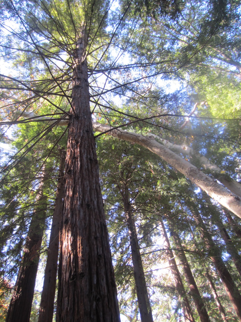Impossible to capture the randeur of these beautiful Redwood Cedars. These were smaller cousins as they normally grow further north in more humid and foggy climates.  We sat on the benches in amongst these trees and just tried to take them all in. Now the Redwood stands are on my bucket list