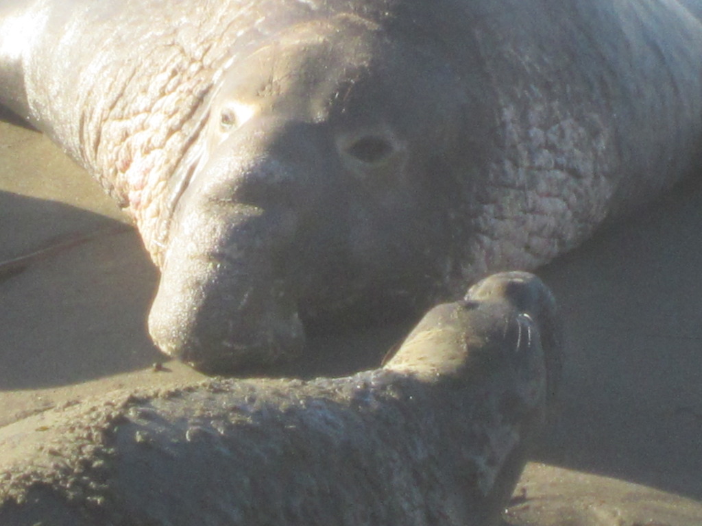 Large male with a pup