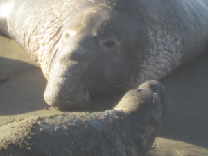 Large male with a pup