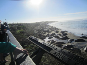 Seals as far as you can see