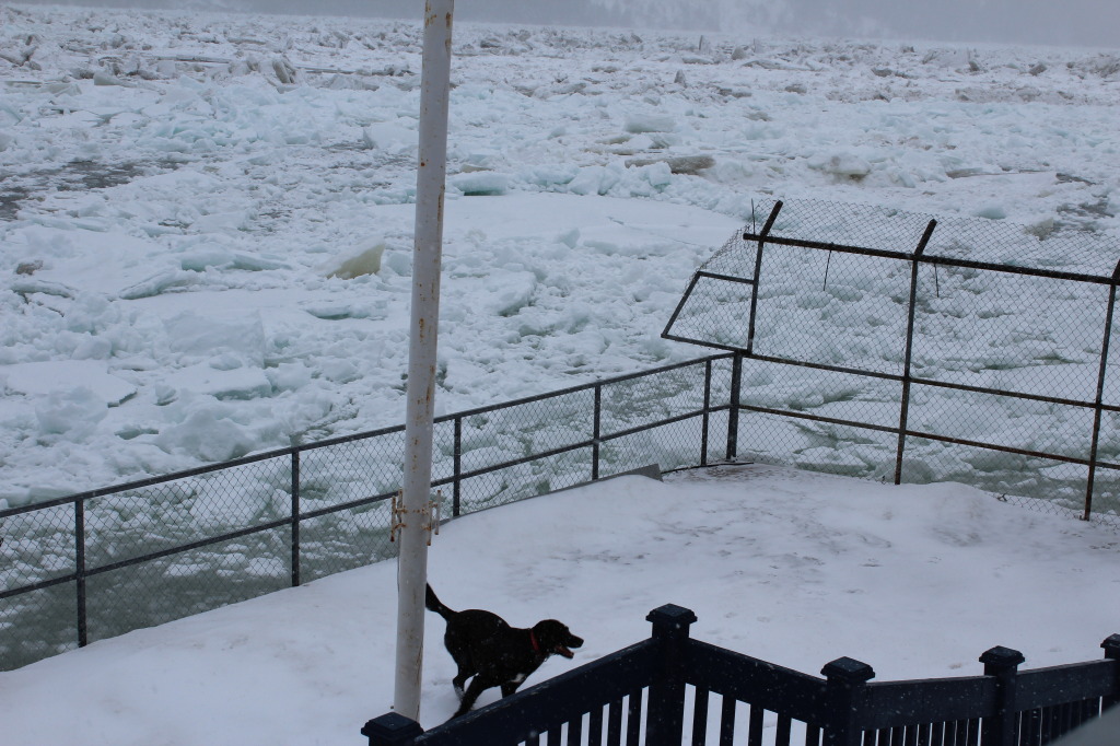 Shannon playing inside the cage at the marina