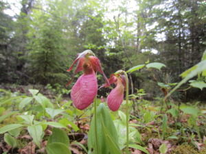 I found masses of Lady Slipper's hidden in a small knoll in the woods. What a treat.