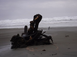 Astonishing driftwood everywhere but none that would fit my carry on